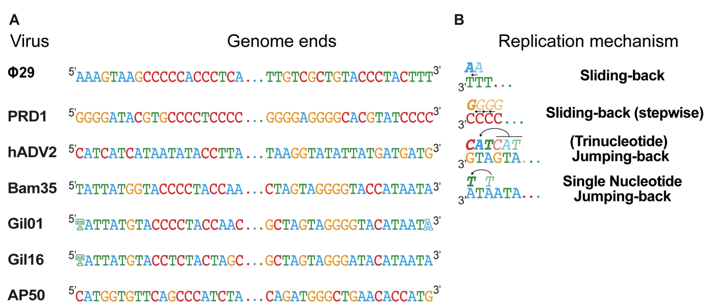 Genome end sequences (A) and schematic representation of early replication steps (B) of representative viruses that replicate by a protein-priming mechanism. From Berjón-Otero et al. 2016